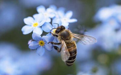 Blumenwiese für unsere Insekten