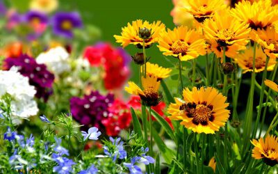 Blumenwiesen für unsere Insekten