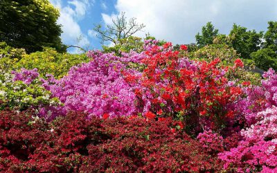 Botanischer Garten Rombergpark