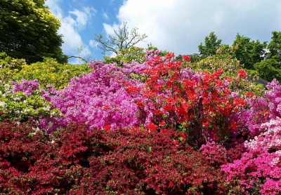 Botanischer Garten Rombergpark
